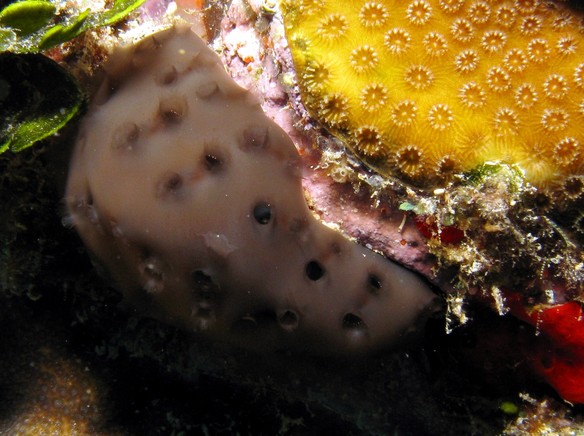 Eudistoma obscuratum